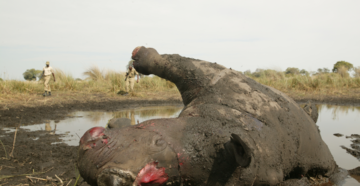 Редкий азиатский носорог убит браконьерами