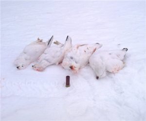 Сроки охоты на белую куропатку продлены для жителей НАО