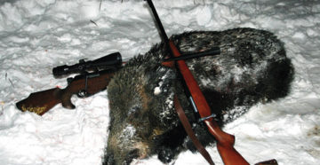 В Псковской области до 2018 года запретили охотиться на косулю