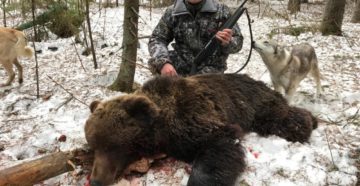 Уголовную ответственность могут ввести в РФ за охоту на бурого медведя