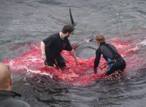 Охота на дельфинов активизировалась в Атлантике