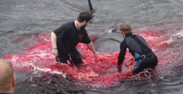 Охота на дельфинов активизировалась в Атлантике