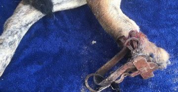 Охотничьи собаки попали в капкан: закон принят в первом чтении