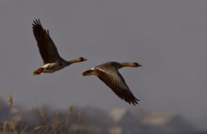 В Липецкой области появились перелетные птицы, а также дикие гуси и утки