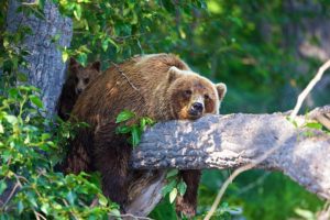 Медведь на дереве - подарок тайги