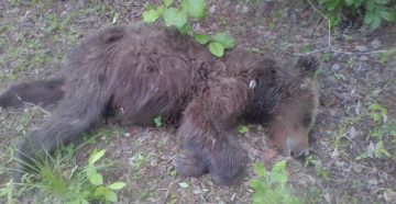 Под Мурманском медведь убил человека