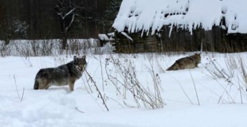 В Коми оголодавшие волки выходят к деревням