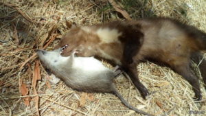 Как использовали мангуста против крыс