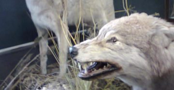 Иркутская область в 2015 году не нашла денег на отстрел волков