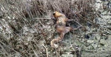 В Орловской области разрешили охоту на расплодившихся лис