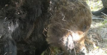 Медведь задрал охотника в Иркутской области
