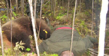 В Ленобласти медведь убил и съел человека