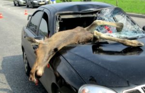 Столкновение с лосем обернулось гибелью водителя