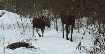 В Рязанской области открылась охота на лосей-самцов