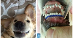 Вставные зубы и собака, как быть?