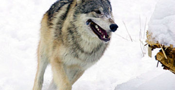 Охота на волков идет в одном из районов Забайкалья, где они стали хозяевами степи