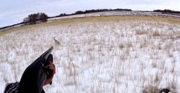 Челябинская область ввела запрет охоты на зайцев