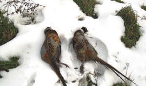 Почему открывают охоту  на фазана  по снегу?