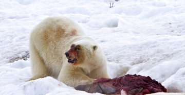 Ученые изучают белых медведей карско-баренцевоморской популяции