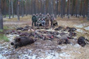 Массовый отстрел кабанов способен полностью подорвать экономику охотхозяйства Псковской области