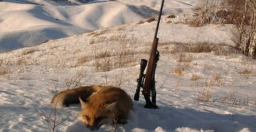 Охота на лисиц в период гона