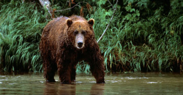 Медведи могут выходить к людям из-за роста популяции в Приморье