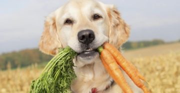 Питание и здоровье собак