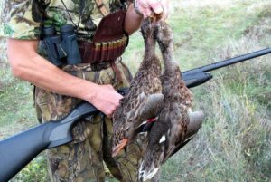 Сроки охот и ограничения в Курской области